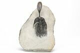 Bargain, Trident Walliserops Trilobite - Foum Zguid, Morocco #179528-1